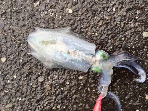 image1.jpegのサムネール画像